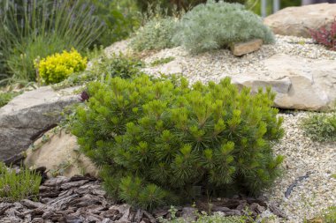 Cultivar cüce dağ çamı Pinus mugo var. Kayalık bahçedeki pumilio