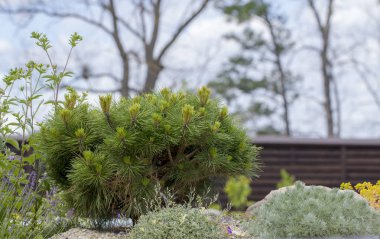 Cultivar cüce dağ çamı Pinus mugo var. Kayalık bahçedeki pumilio