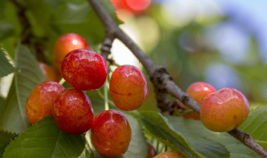 Dallar kiraz, meyve
