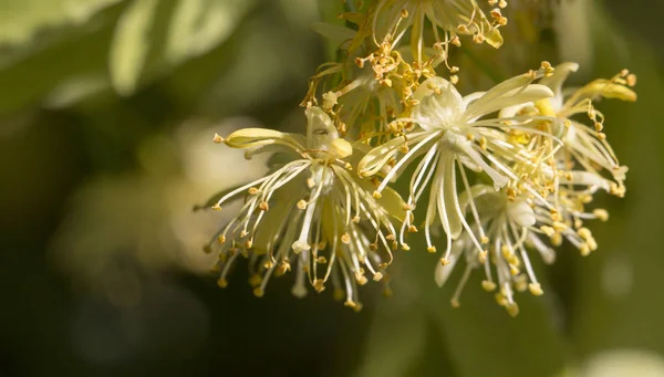 Kireç çiçekler yaz çiçek çiçek çay