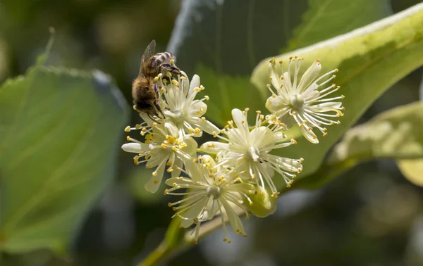 Lime flowers summer flower flower tea