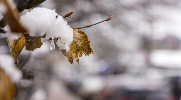 Снег тает на ветвях деревьев, городской улице, избирательный фокус — стоковое фото