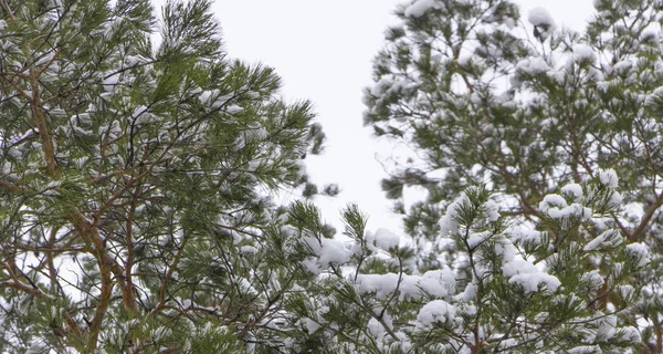 選択と集中、街の木の枝に雪が溶けてください。 — ストック写真