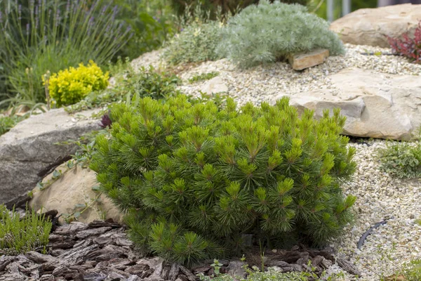 Cultivar dwarf mountain pine Pinus mugo var. pumilio in the rocky garden — Stock Photo, Image