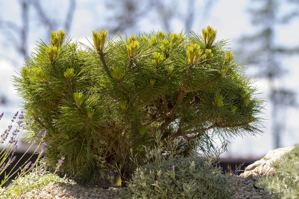 Cultivar cüce dağ çamı Pinus mugo var. Kayalık bahçedeki pumilio — Stok fotoğraf