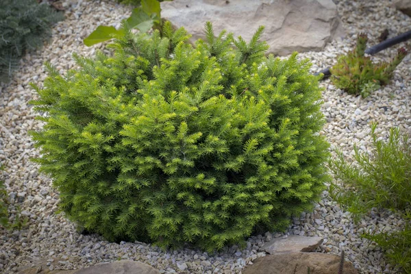 Almohada verde enano en una colina alpina decorativa. Paisajismo —  Fotos de Stock