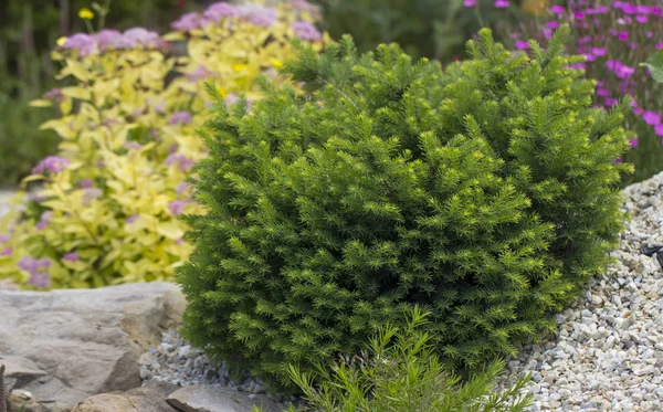 Dwarf green pillow tree on a decorative alpine hill. Landscaping — Stock Photo, Image