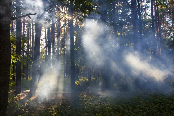 Bosque con niebla y luz cálida — Foto de Stock