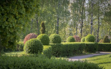 yuvarlak başında Ligustrum yaşam çit. Grishka simgesi topiar sanat Kiev Botanik Bahçesi örneğidir