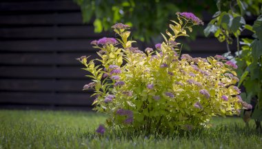 Kırmızı alanlara peyzaj tasarımında kullanılan süs çalı çiçek saç kesimi dekorasyon için uygundur