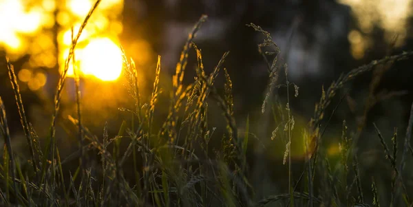 Χόρτο σε ένα λιβάδι στις ακτίνες ηλιοβασίλεμα. — Φωτογραφία Αρχείου