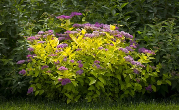 Die Blüte der roten Spiraea, der Zierstrauch, der in der Landschaftsgestaltung verwendet wird, eignet sich gut zur Dekoration des Haarschnitts — Stockfoto