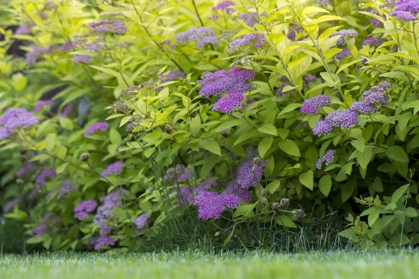 The flower of the red spiraea, the ornamental shrub used in landscape design, is well suited for decorating haircut — Stock Photo, Image