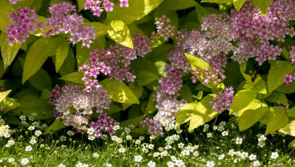 The flower of the red spiraea, the ornamental shrub used in landscape design, is well suited for decorating haircut — Stock Photo, Image