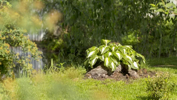 Green host, garden ornamental perennial plant — Stock Photo, Image