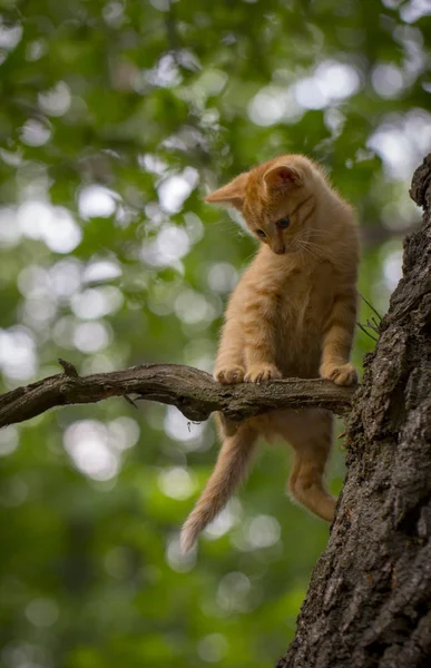 Arancio tabby gatto sta per cadere da un albero con un preoccupato — Foto Stock