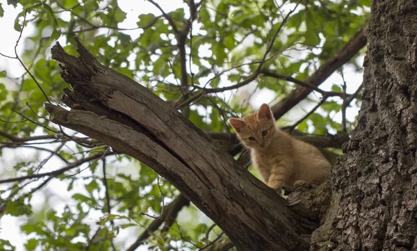 Arancio tabby gatto sta per cadere da un albero con un preoccupato — Foto Stock