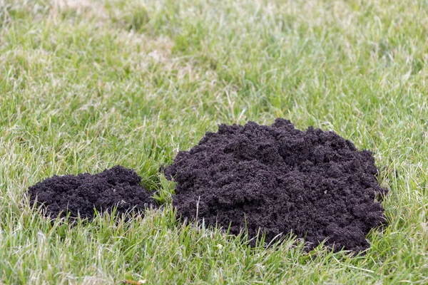 Maulwurfshügel auf Rasen von Maulwürfen am sonnigen Tag. — Stockfoto