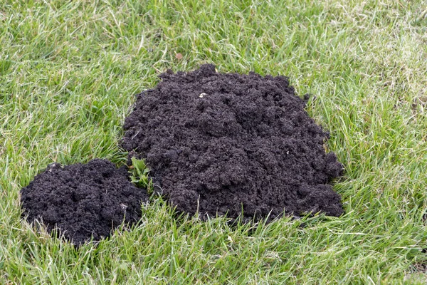 Maulwurfshügel auf Rasen von Maulwürfen am sonnigen Tag. — Stockfoto