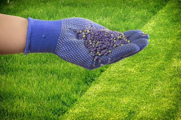 Sulu genç çimenli çim yakın çekim