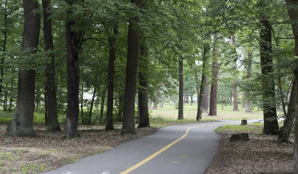 Bahar Orman çiçekli meyve ağaçları en iyi manzaralı