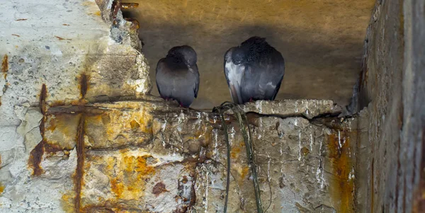 Beton kuş pisliği tarafından imha — Stok fotoğraf