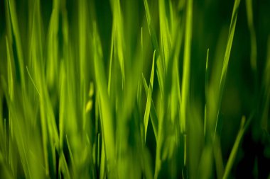 yeşil çim dokusu. tasarım öğesi.