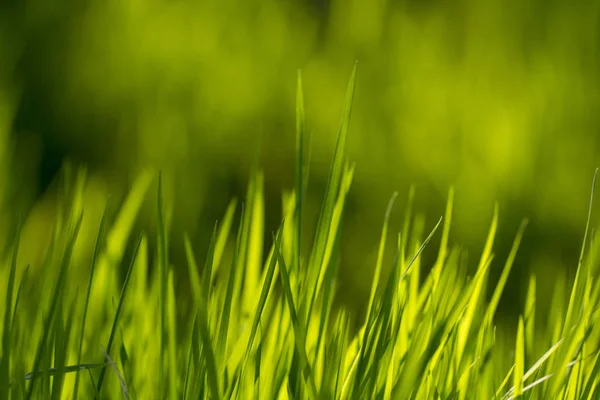 ผิวหญ้าสีเขียว องค์ประกอบของการออกแบบ . — ภาพถ่ายสต็อก