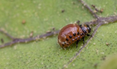 Colorado böcekleri larva patates yaprağına besleme