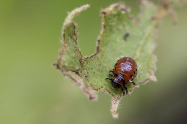 Colorado böcekleri larva patates yaprağına besleme