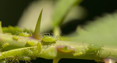 küçük siyah yaprak biti üzerindeki açık havada yeşil yaprak yakın çekim