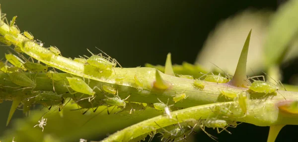 Oruga de la mariposa del cedro blanco | Oruga de la mariposa del Commom