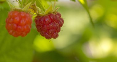 Ahududu meyveleri sıcak yaz gününde yeşil dal strewed.