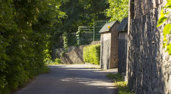 kırsal yol meşe ağaçlarıyla kaplı