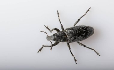 Anthonomus pomorum Kara kanatlı böcek. Haşere, koyun hasat yok eder