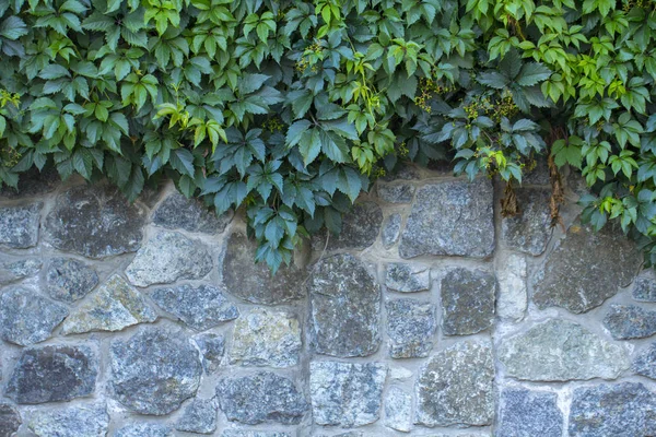 Uvas silvestres en un viejo muro de piedra —  Fotos de Stock