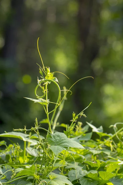 Saltos salvajes, matorrales. Lúpulo en la naturaleza vuela árboles altos — Foto de Stock