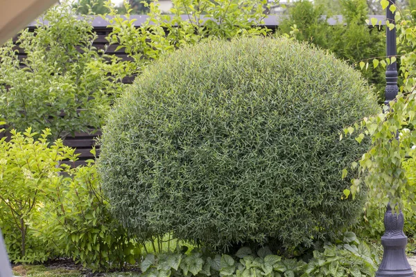 Willow, bush. Trimmed in round shape. Use in Landscape Design. — Stock Photo, Image