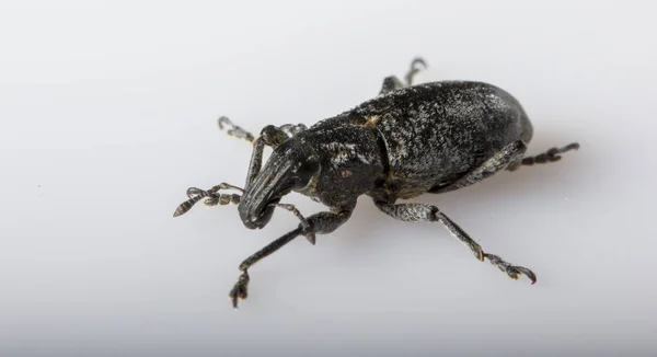 Anthonomus pomorum fekete szárnyú bogár. Pest, elpusztítja a birkák termése — Stock Fotó