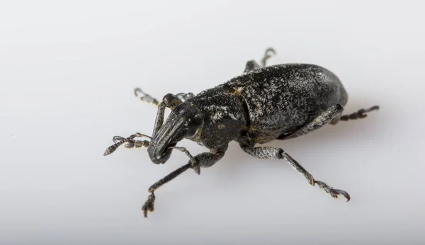 Anthonomus pomorum escarabajo de alas negras. Peste, destruye la cosecha de las ovejas — Foto de Stock