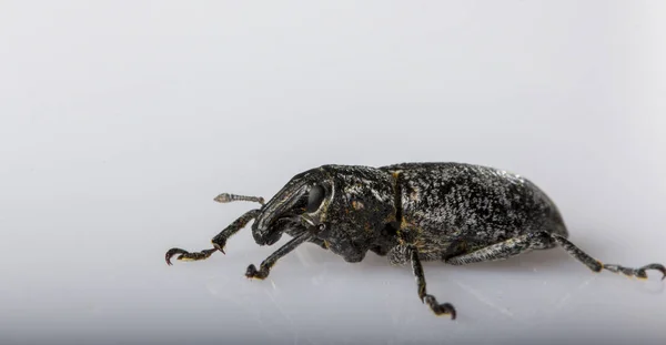 Schwarzflügelkäfer anthonomus pomorum. Schädling vernichtet die Ernte der Schafe — Stockfoto