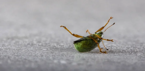 Escarabajo verde polvoriento iridiscente - Ortiga Weevil Phyllobius pomaceus Sobre un fondo blanco — Foto de Stock