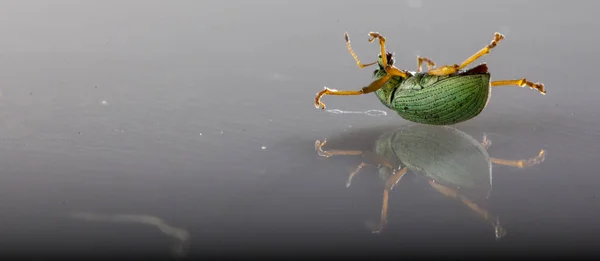 Escarabajo verde polvoriento iridiscente - Ortiga Weevil Phyllobius pomaceus Sobre un fondo blanco — Foto de Stock