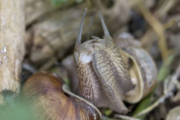 Bordó csiga, római, csiga, ehető csiga vagy escargot — Stock Fotó