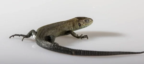 Gebruikelijke grijze hagedis op witte achtergrond — Stockfoto