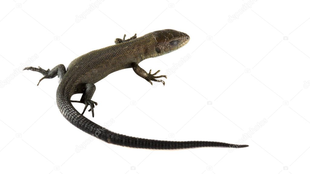 Usual gray lizard on white background