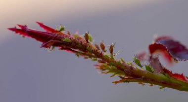 küçük siyah yaprak biti üzerindeki açık havada yeşil yaprak yakın çekim