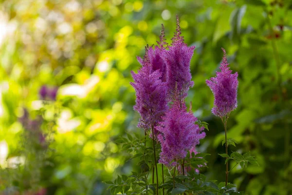 Flor roja de Astilbe creciendo en el jardín de verano. de cerca — Foto de Stock