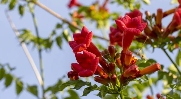 オレンジ編み装飾的な植物、生活をするに使用のウォーキング途中近くの花開花フェンス — ストック写真