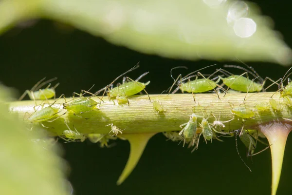 Pequeño pulgón negro sobre una hoja verde al aire libre de cerca —  Fotos de Stock